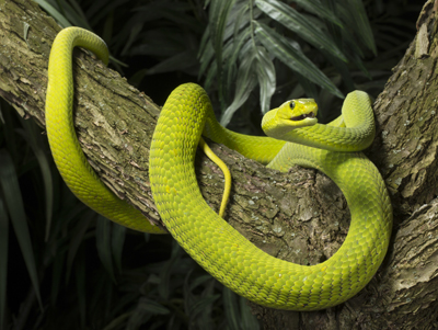 mamba
